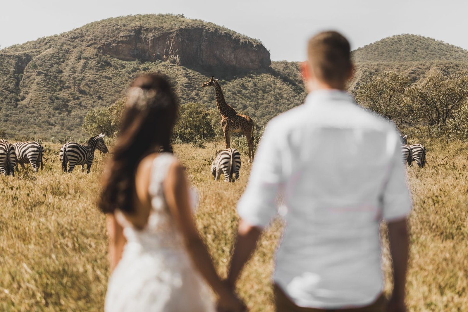 Couple holding hands in the savannah, watching zebras and a giraffe graze